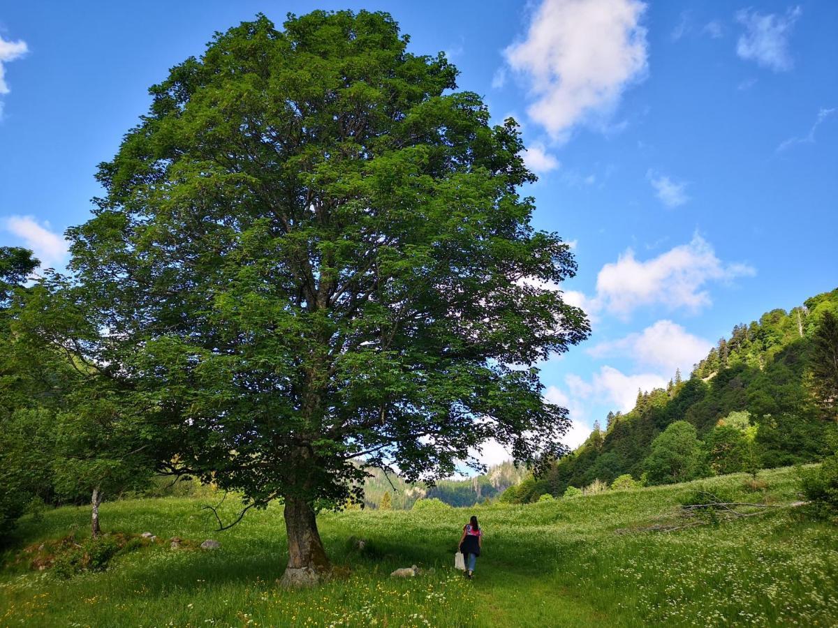 B1 Albmatte-Fewo Sauna, Hallenbad Aussenbecken Massagen Nebenan Menzenschwand-Hinterdorf Exteriér fotografie